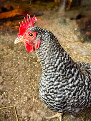 free range chicken in Western Kansas