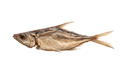 Dried salted smelt fish isolated on a transparent background