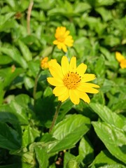 Bright yellow Wedelia flowers in the afternoon sun.