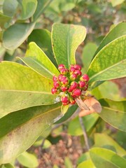 Juvenile flower cluster of Syzygium buxifolium