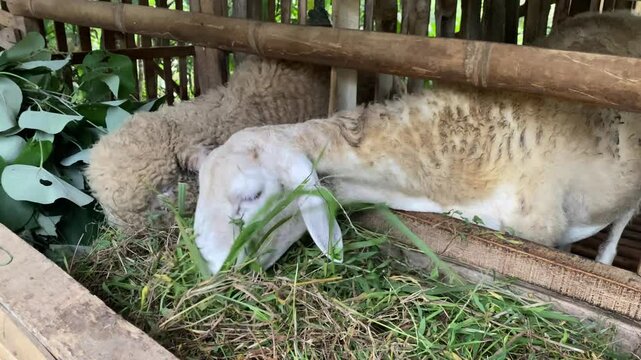 Sheep Feeding in Rustic Enclosure with Fresh Green Fodder and Natural Setting