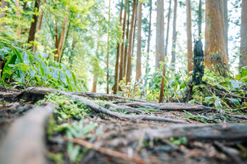 Peaceful Moss-Covered Pine Forest with Sunlight Filtering Through Trees in Sao Miguel Azores...