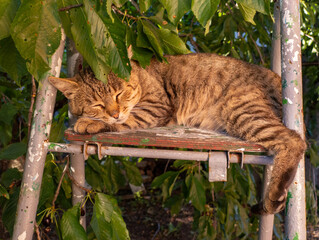 A cat sleeping on a wooden bench under a tree