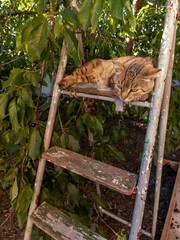 A cat laying on top of a wooden ladder in a tree