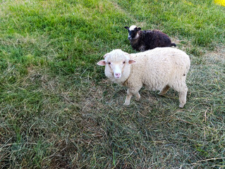 A sheep standing in a grassy field next to a black and white sheep