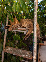 A cat laying on top of a wooden ladder