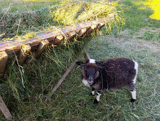 Small black -white sheep standing next to the feeder
