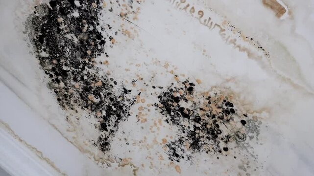 Mold Growth on a Wall Surface. Close-up of Interior Damage