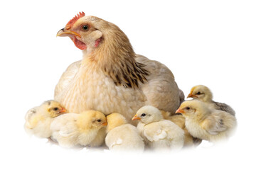Hen with its Chicks isolated on Transparent Background