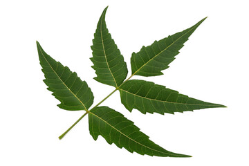 Neem Leaves isolated on Transparent Background