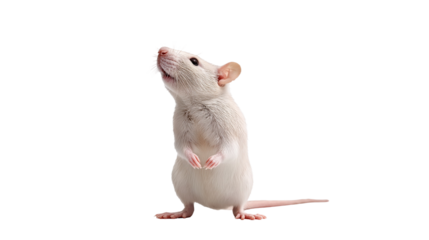 Are brown rats dangerous
Brown rat scientific name
Brown rat size.sewer rat, pest, house rat, wild rat, Rattus norvegicus, Norway rat, city rat, animal, mammal, 
Brown rat habitat