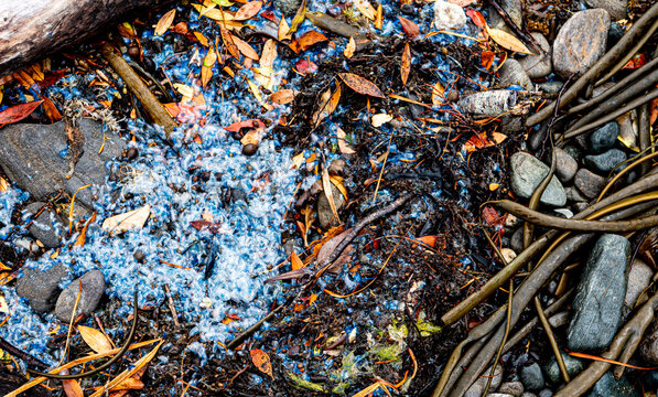The Portuguese man o war Physalia physalis man-of-war bluebottle jelly fish new zealand on the ground shore in leaves