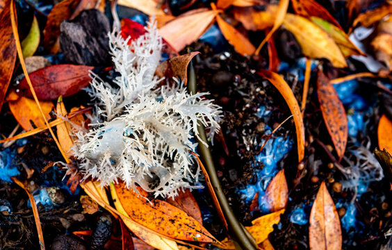 The Portuguese man o war Physalia physalis man-of-war bluebottle jelly fish new zealand on the ground shore in leaves