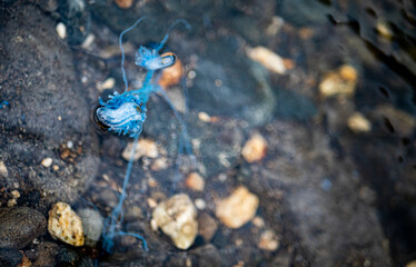 The Portuguese man o war Physalia physalis man-of-war bluebottle jelly fish new zealand on the...