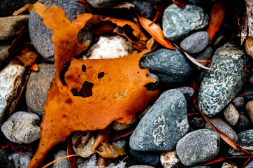 seaweed shells on the shore ground washed up nature close up