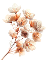 Delicate Peach Blossom Bouquet Dark Background