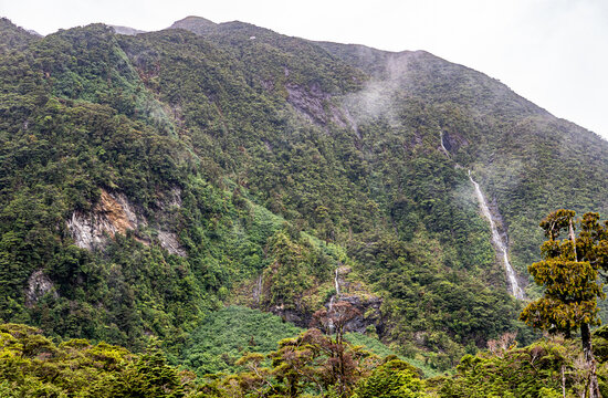 new zealand bush forest fiordland park green lush trees waterfalls majestic landscape hills mountains