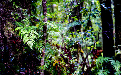new zealand fern close up fiordland national park beautiful green ruch lush bush 