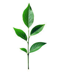 Vibrant Green Plant Sprig Isolated on Black Background