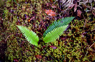 new zealand fern close up fiordland national park beautiful green ruch lush bush 