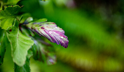 small tiny plant life macro details close up flower leaf green mushroom