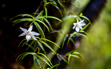 small tiny plant life macro details close up flower leaf green mushroom