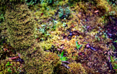 beautiful detail macro photography wet moss new zealand forest fiordland close up vegetation