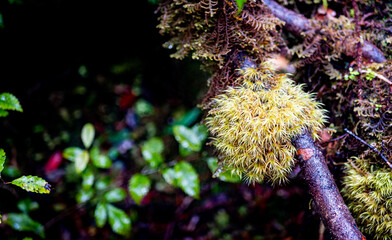 beautiful detail macro photography wet moss new zealand forest fiordland close up vegetation