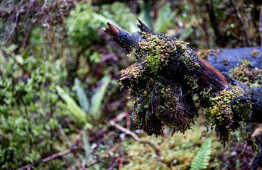 beautiful detail macro photography wet moss new zealand forest fiordland close up vegetation