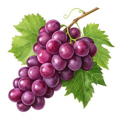 Fototapeta premium Ripe purple grapes with green leaves on vine bunch of grapes fresh grapes