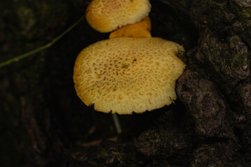 mushrooms on a tree
