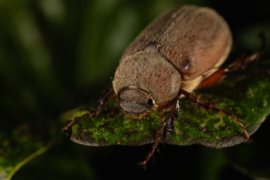 Junebug on a leaf