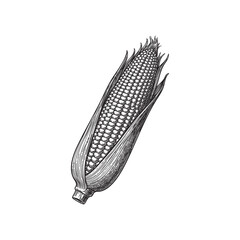 sweet corn ear maize woodcut engraving vector illustration 