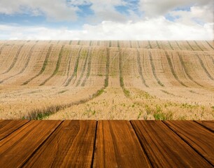 Wooden planks overlooking corn field