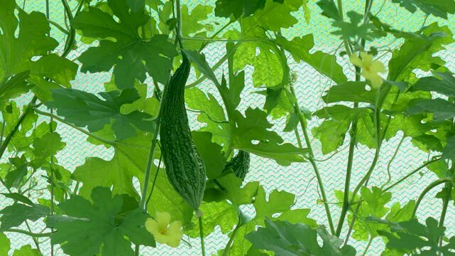 Close up of a growing bitter gourd and yellow blossom hanging from a climbing vine inside a shade net greenhouse
