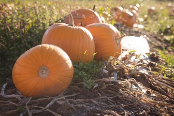 flat design pumpkin patch illustration is showing bright orange pumpkins on dried vines and soil