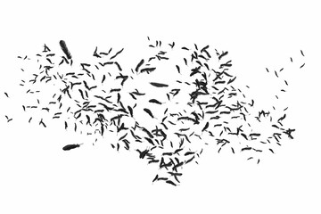 Many feathers blowing in the breeze