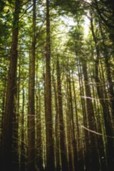 Low angle view of trees in woodland