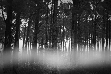 Mist drifting through pine forest, flat monochrome design showing slender trunks and underbrush