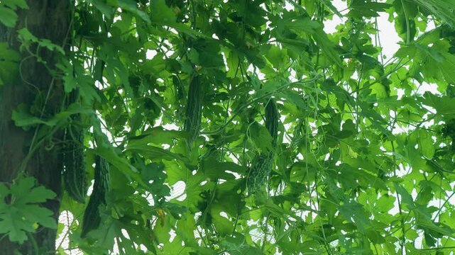 Low angle view of multiple fresh bitter gourds hanging from dense leafy vines inside a commercial agricultural greenhouse