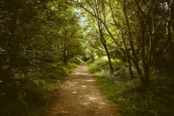 Flat design illustration is showing narrow dirt trail winding through lush forest canopy with ferns