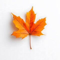 Fototapeta premium Vibrant Orange Maple Leaf Isolated on White Background