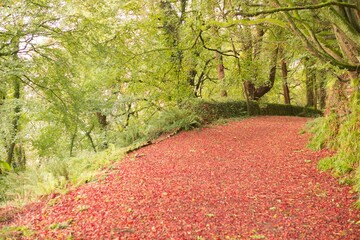 Peaceful autumn scene in forest
