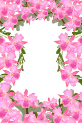 pink orchids frame 