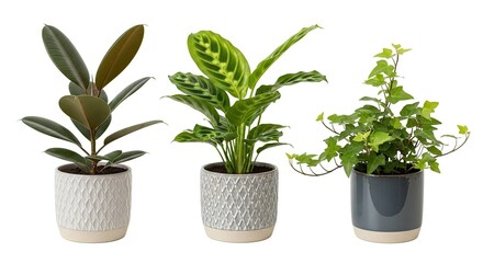 Obraz premium Three Decorative Green Indoor Plants in Patterned Ceramic Pots on White Background