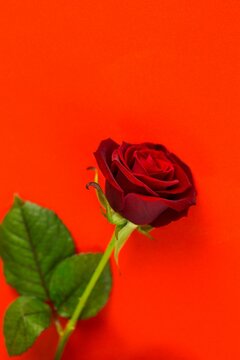 Fototapeta Close-up of rose against red background