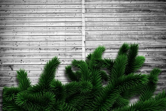 Fototapeta Fir branches on wooden planks