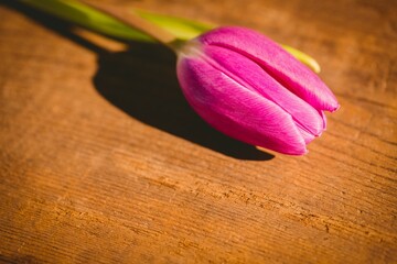 Pink tulip is lying on textured wood surface in vector illustration, casting shadow with warm light