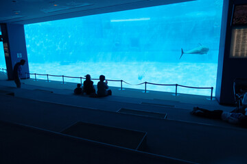 Nagoya, Japan – April 15, 2024: Watch the dolphin show from underwater seats at Port of Nagoya Public Aquarium. Enjoy close views through a giant window in a comfortable carpeted area.