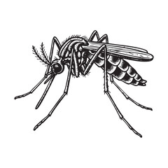 Mosquito Engraving Vector Illustration